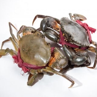 Cua Thịt Cà Mau Sống