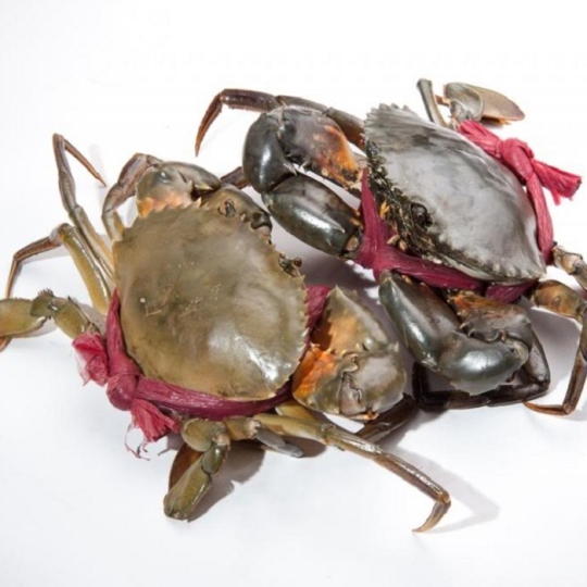 Cua Thịt Cà Mau Sống